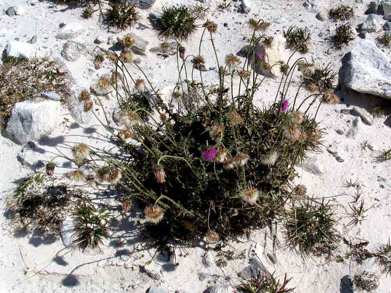 Carduus deflorato L. subsp. tridentinus (Evers) Ladurner